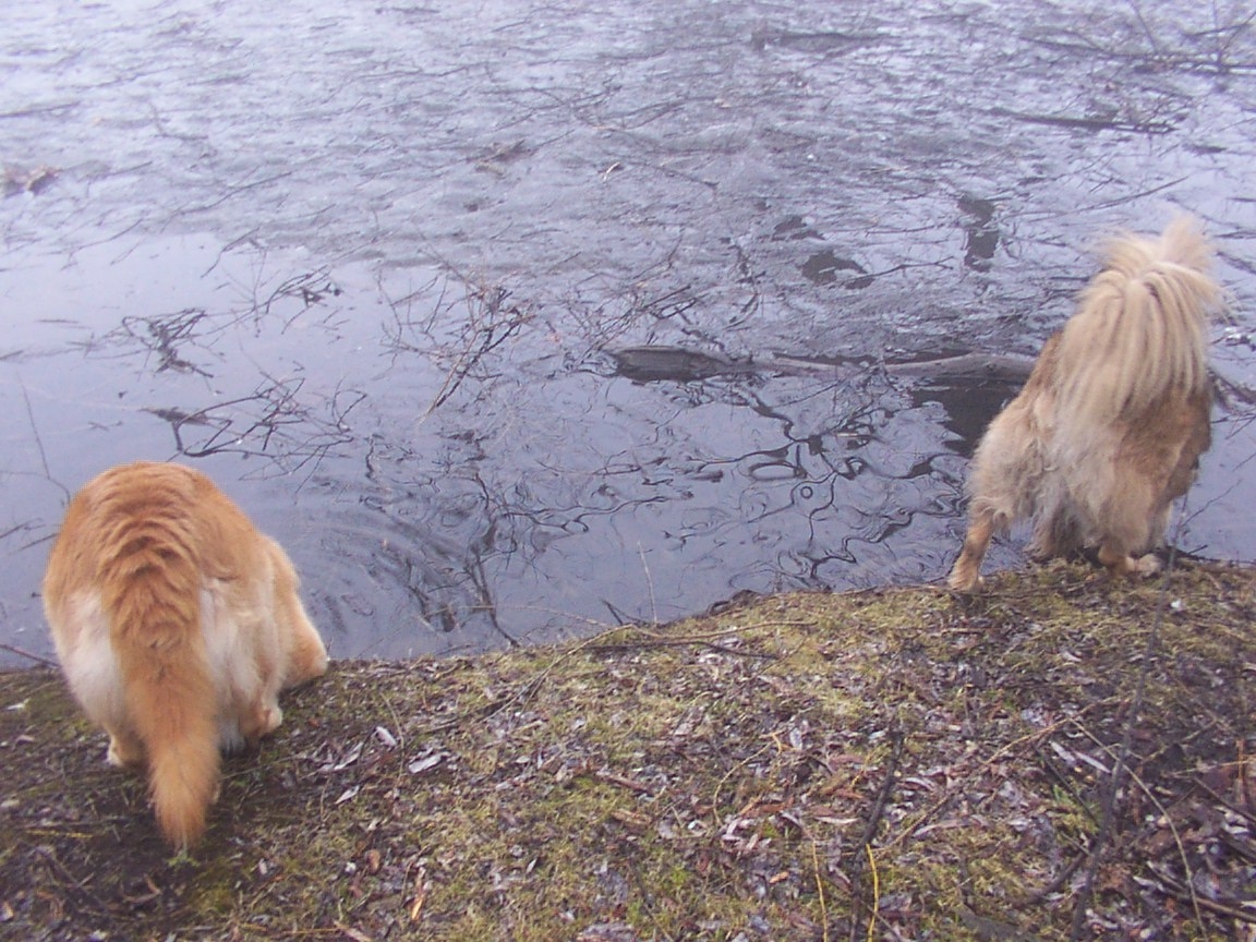 Ice Water for two.