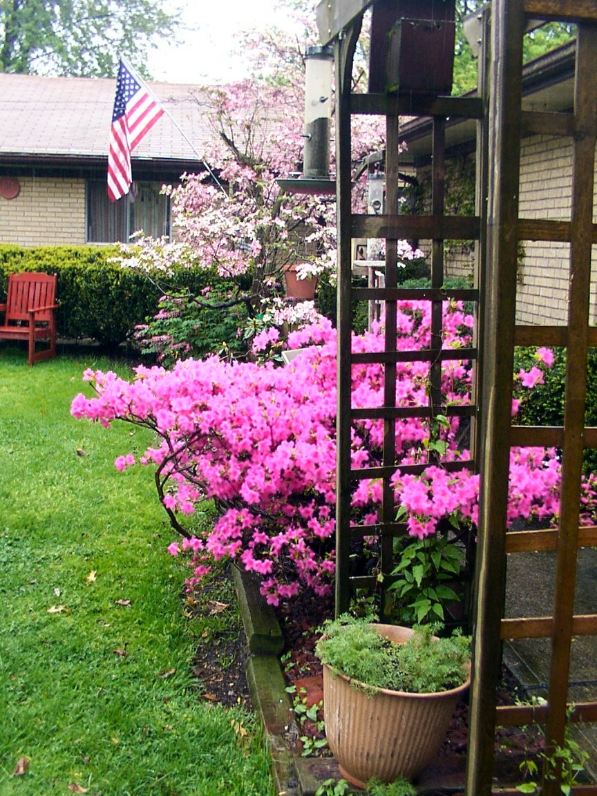 Azalea and Dogwood.