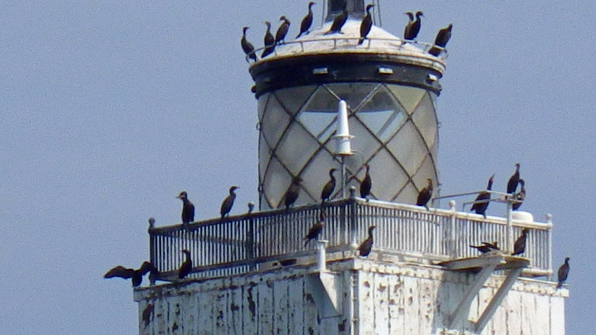 Cormorant coop on the Crib