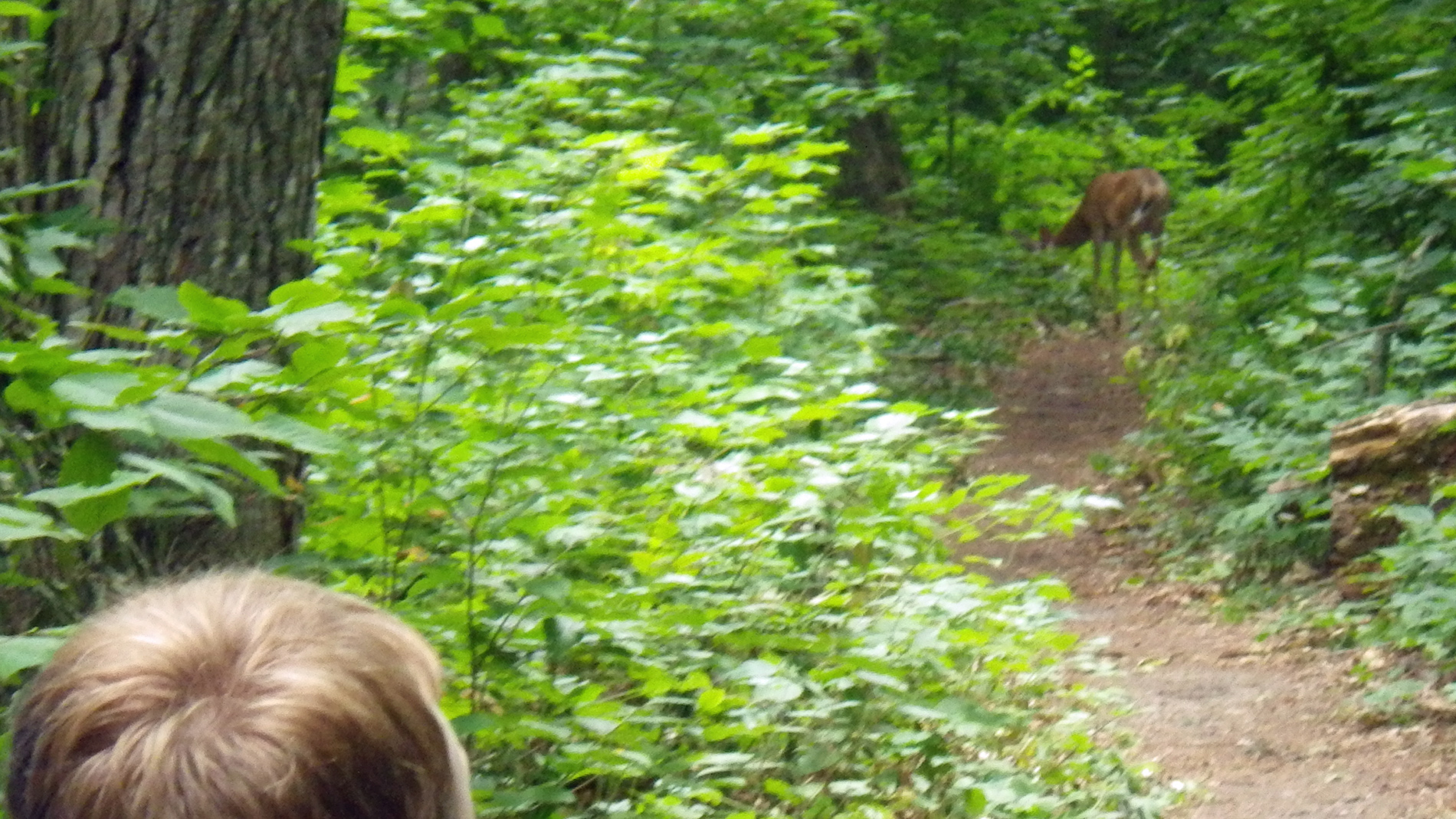 Deer in the trail. Watch a short  video snippet HERE.