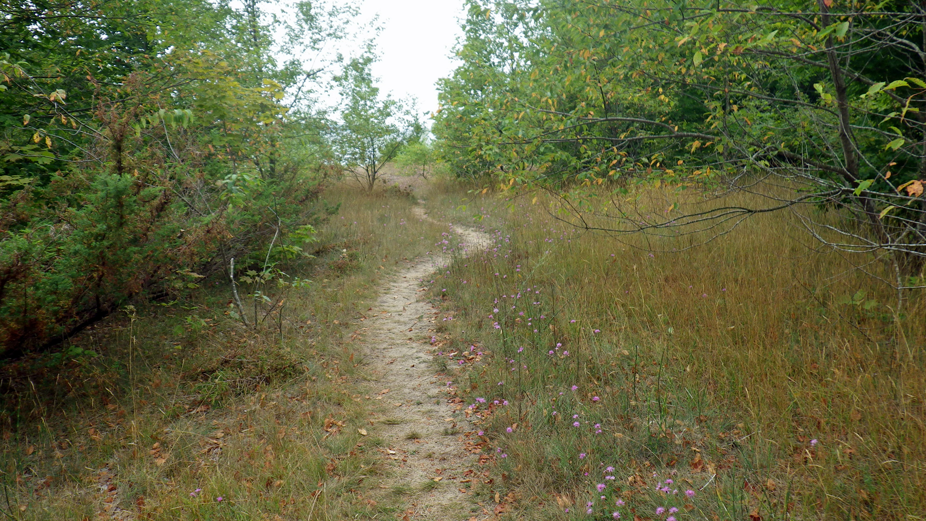 Trail to beach. Fredrickson's Place.