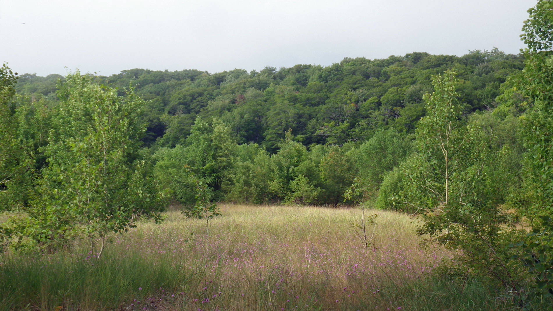 Field at Frederickson's.