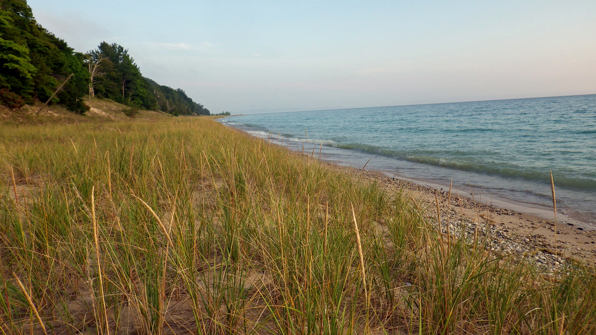 Beach grass. Looking south from Fred's.