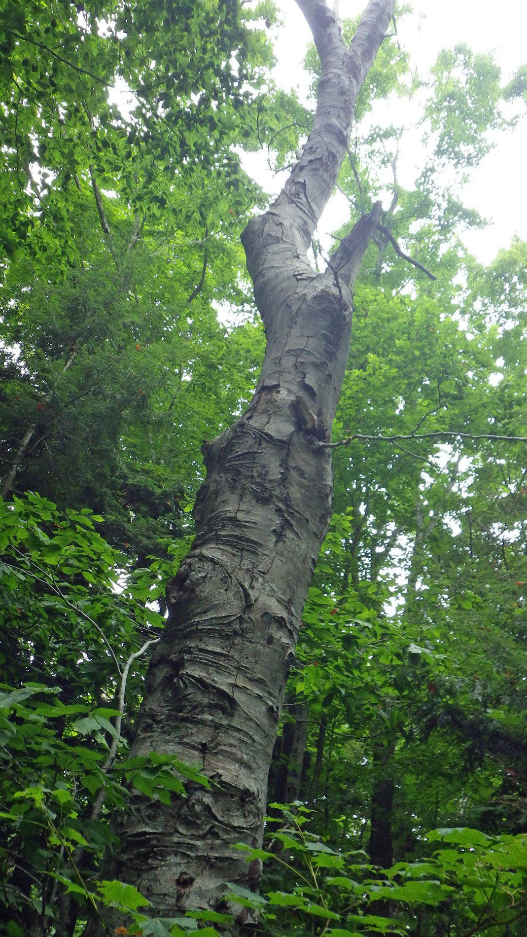 Big son of a beech.