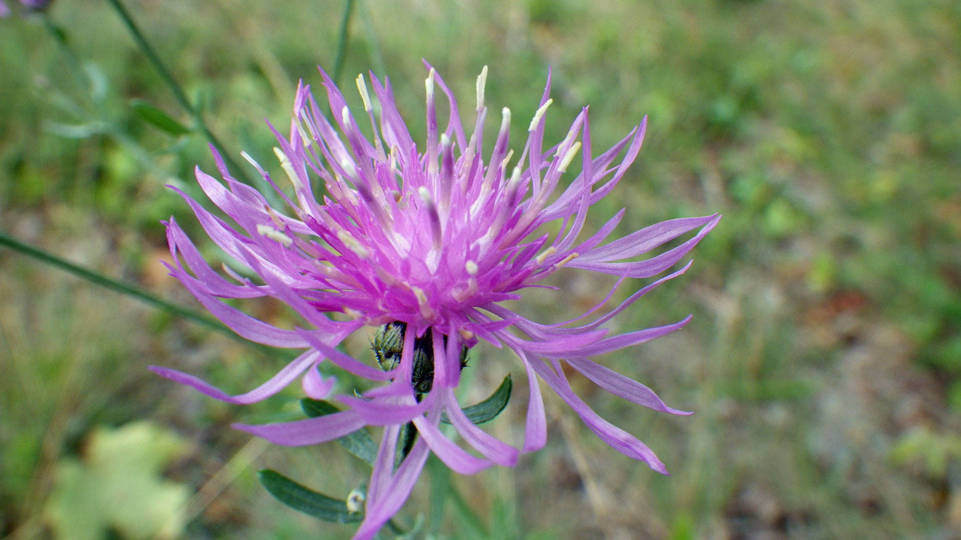 Spotted knapweed. Invasive.