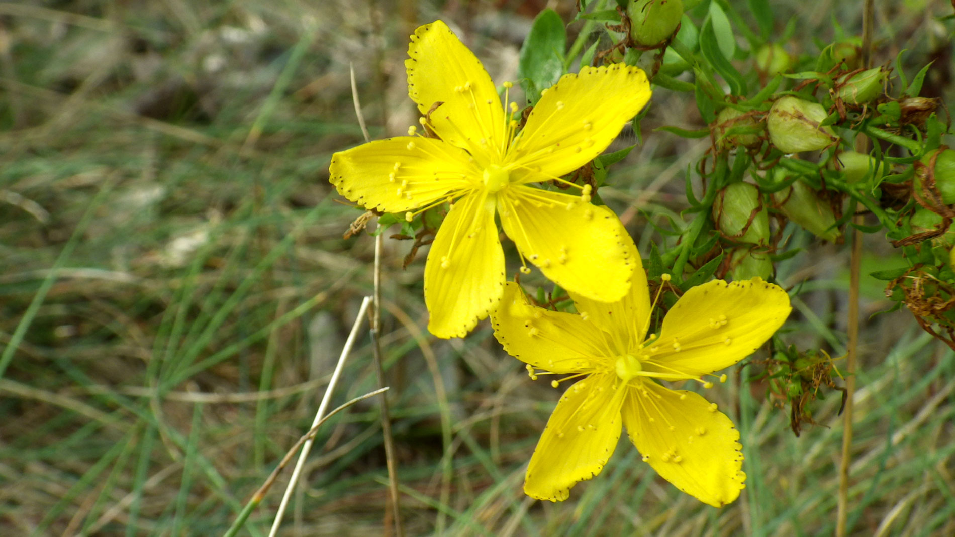 Yellow dudes.