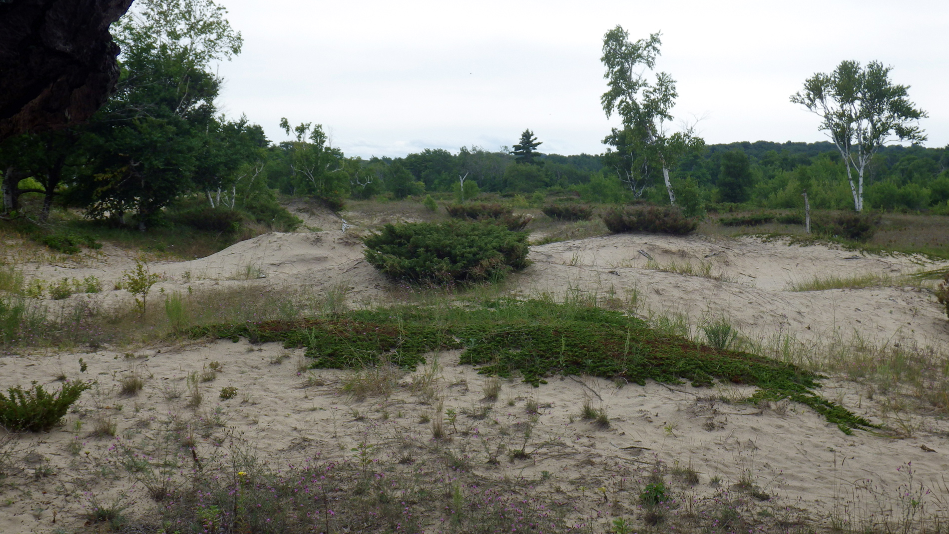 Creeping juniper on dune.