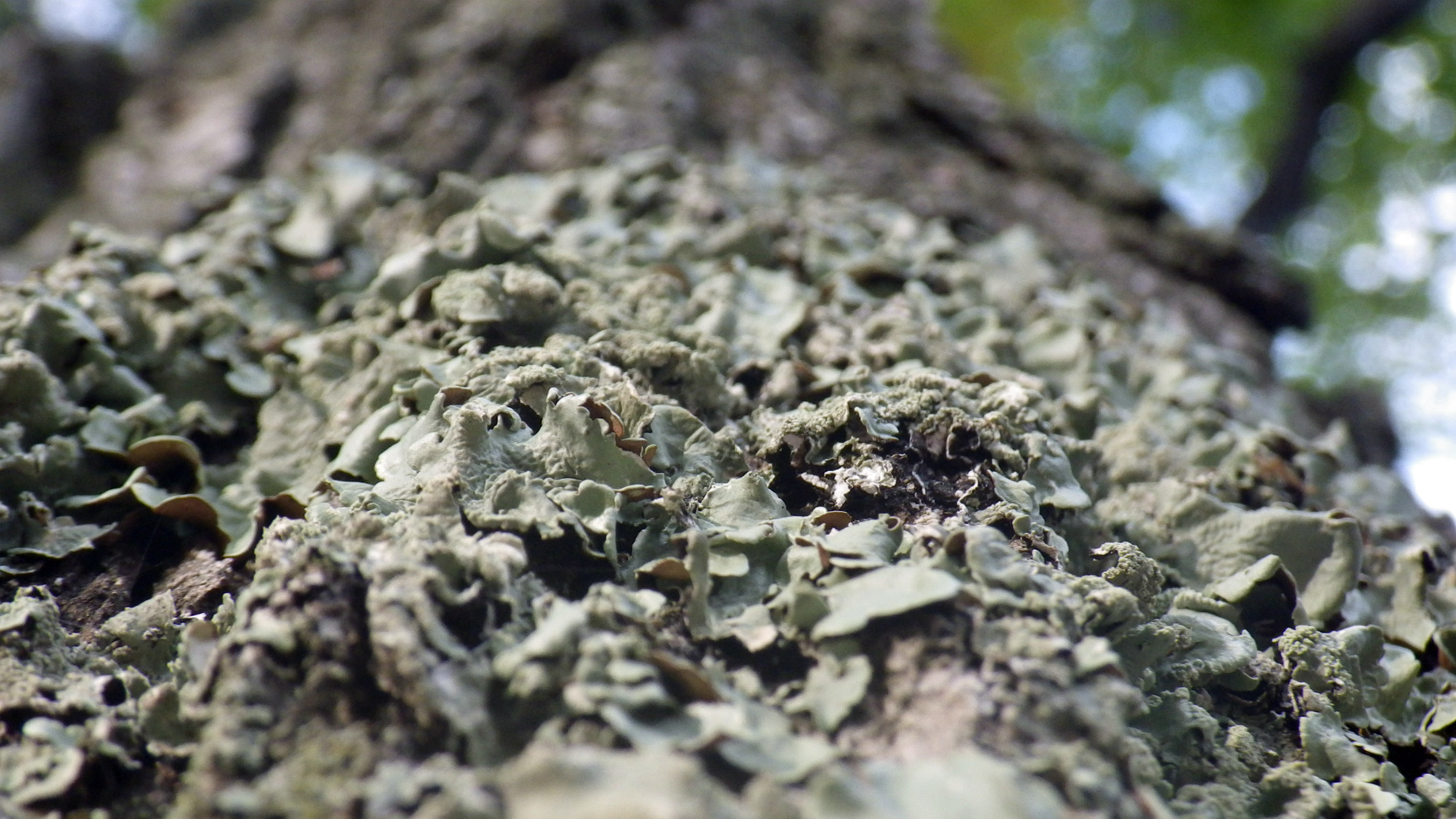 Lichen on log.