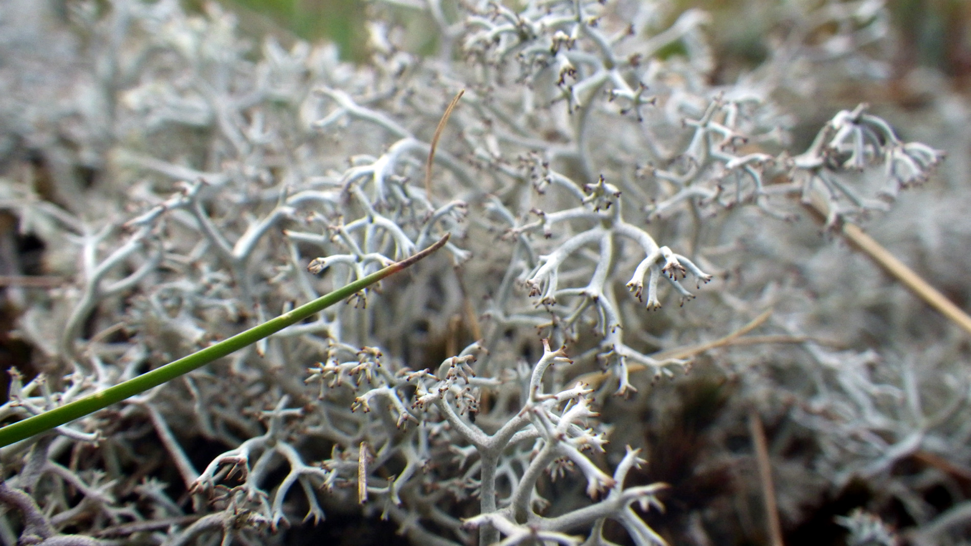 Staghorn Lichen.