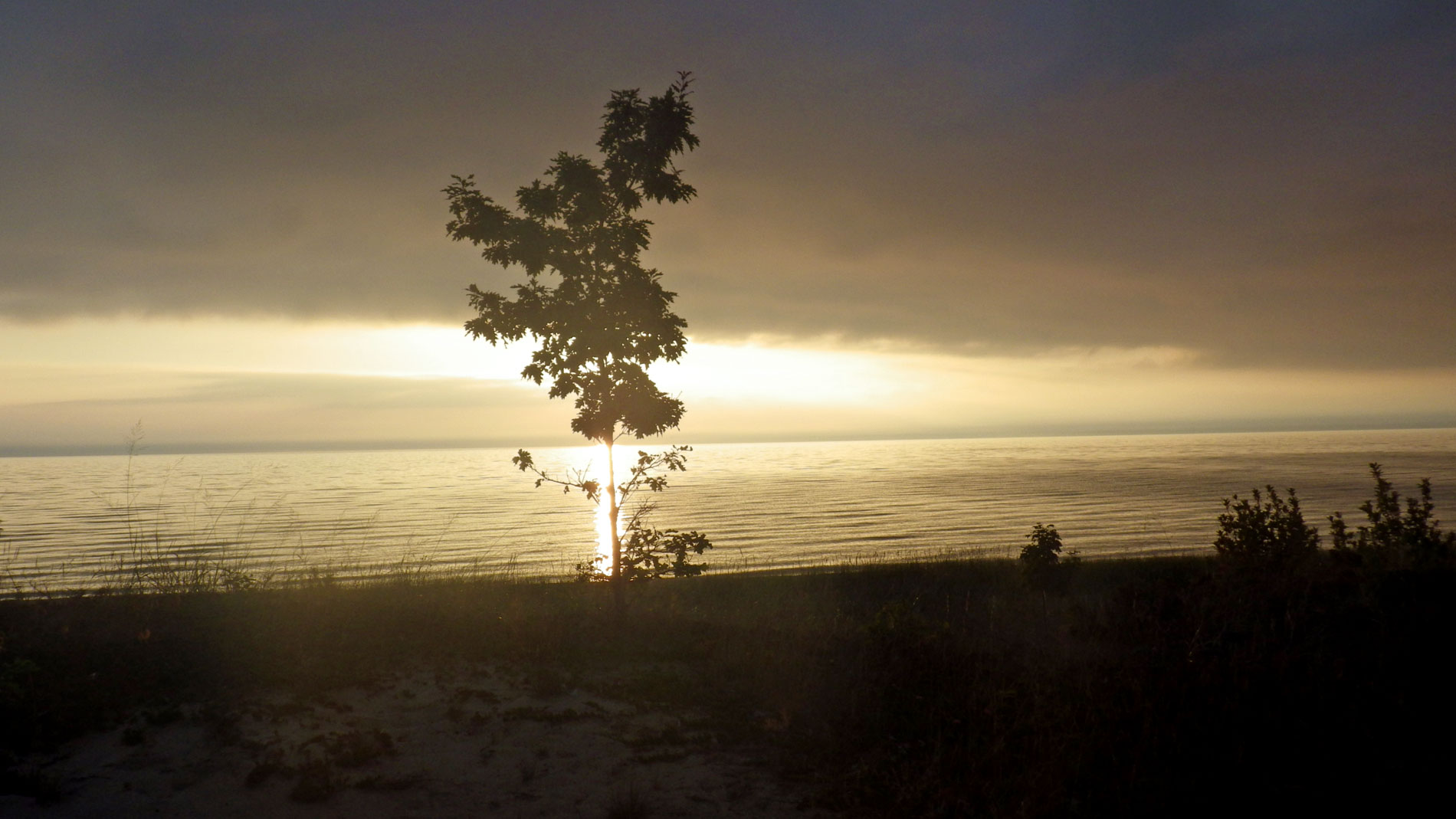 Sunrise maple.