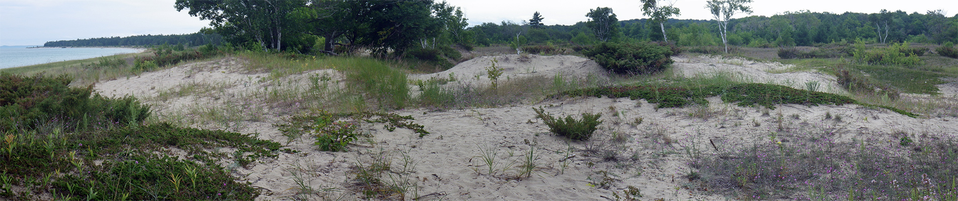 Small dune field near the cemetary.