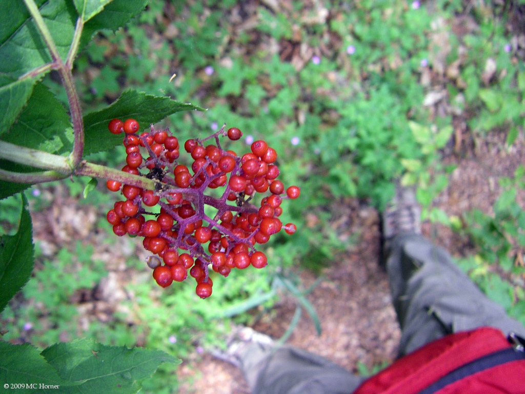 Red berries and the feet of your intrepid photographer.