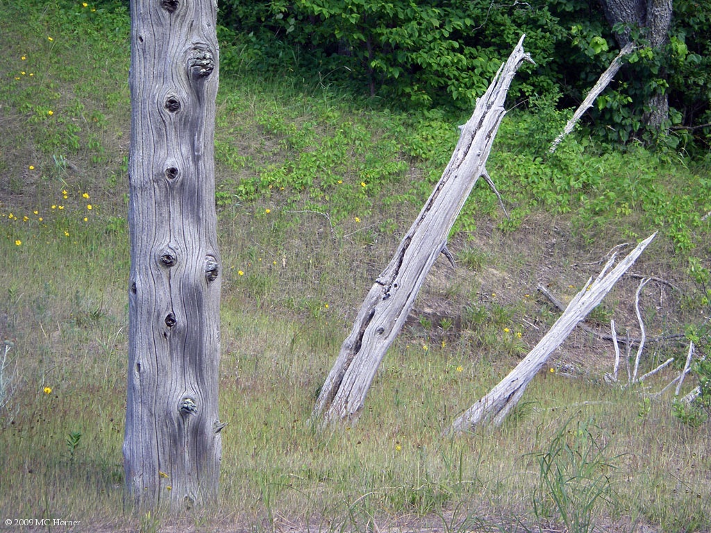 Ghost cedar trees.