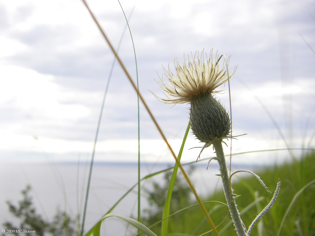 Thistle.