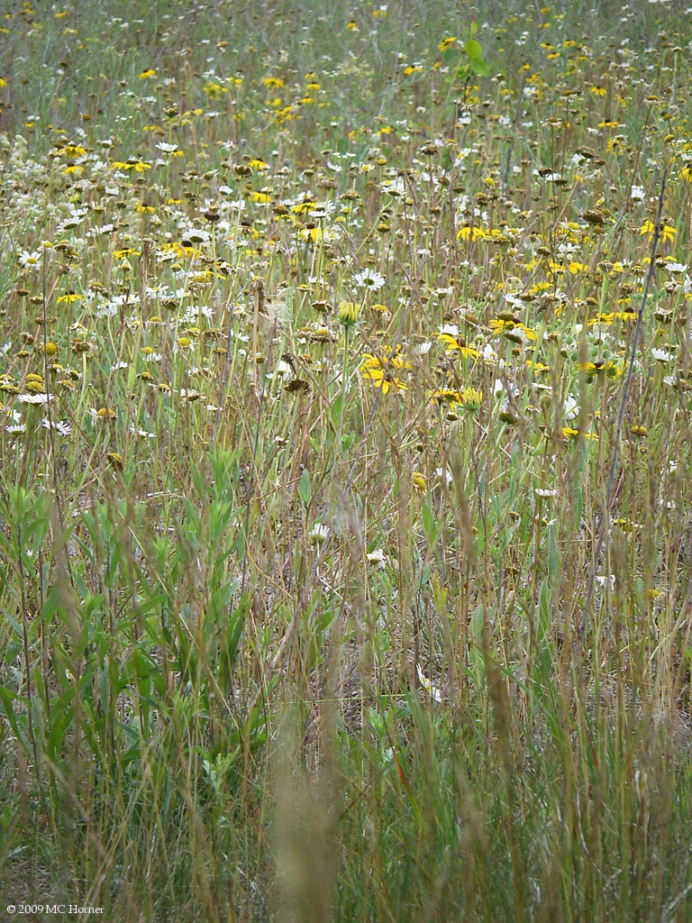 Daisies, Black-Eyed Susans, etc. Back at Crescent City.