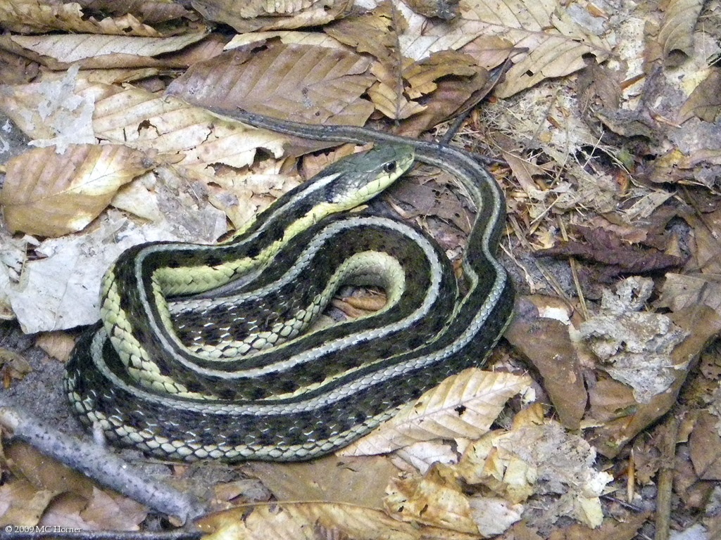 Garter snake.