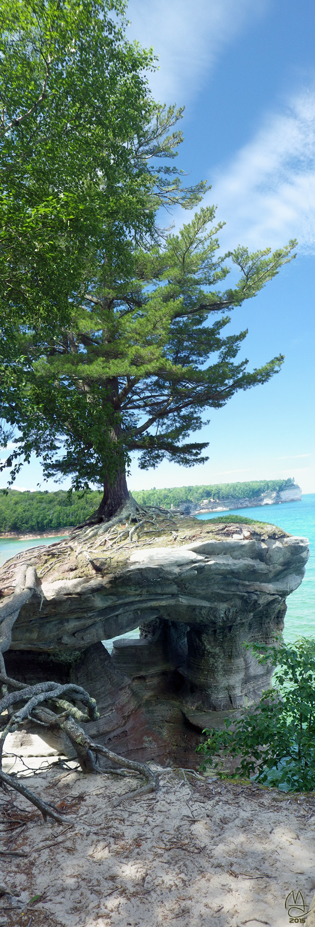 White Pine on Chapel Rock.