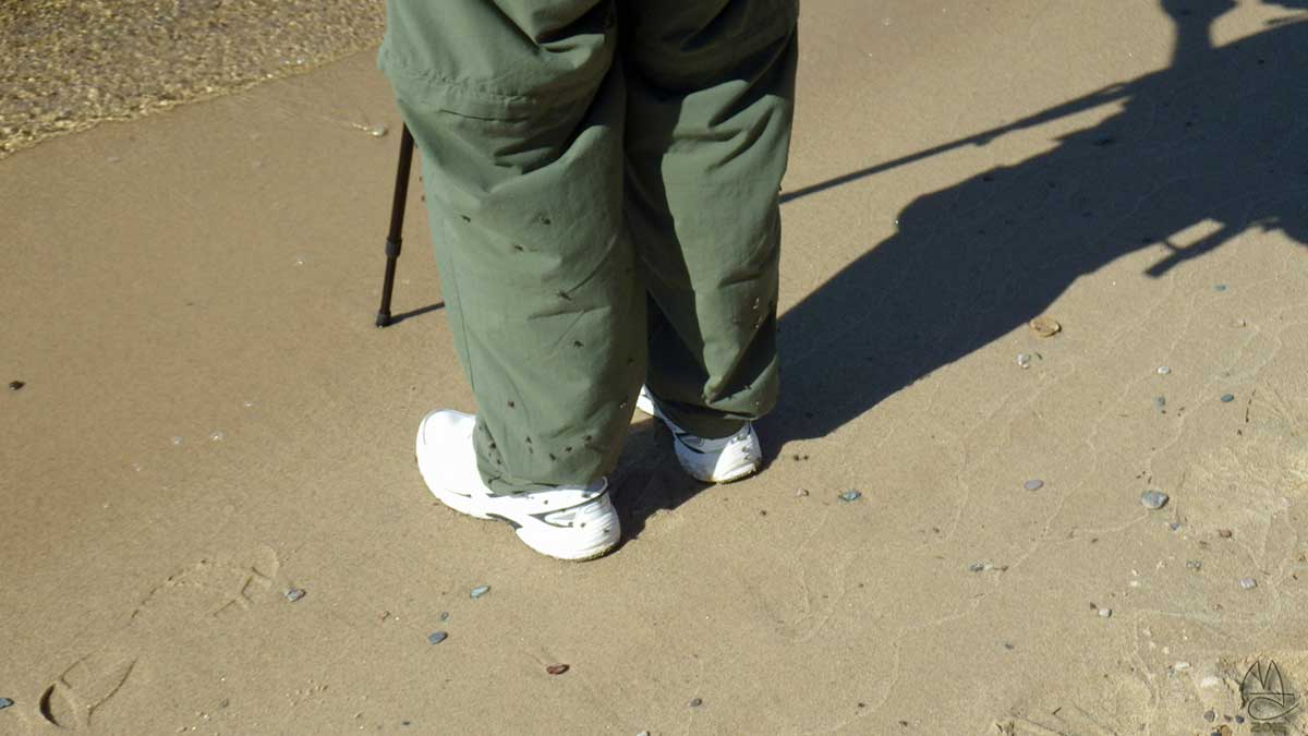 Why the beach is deserted: stable flies!