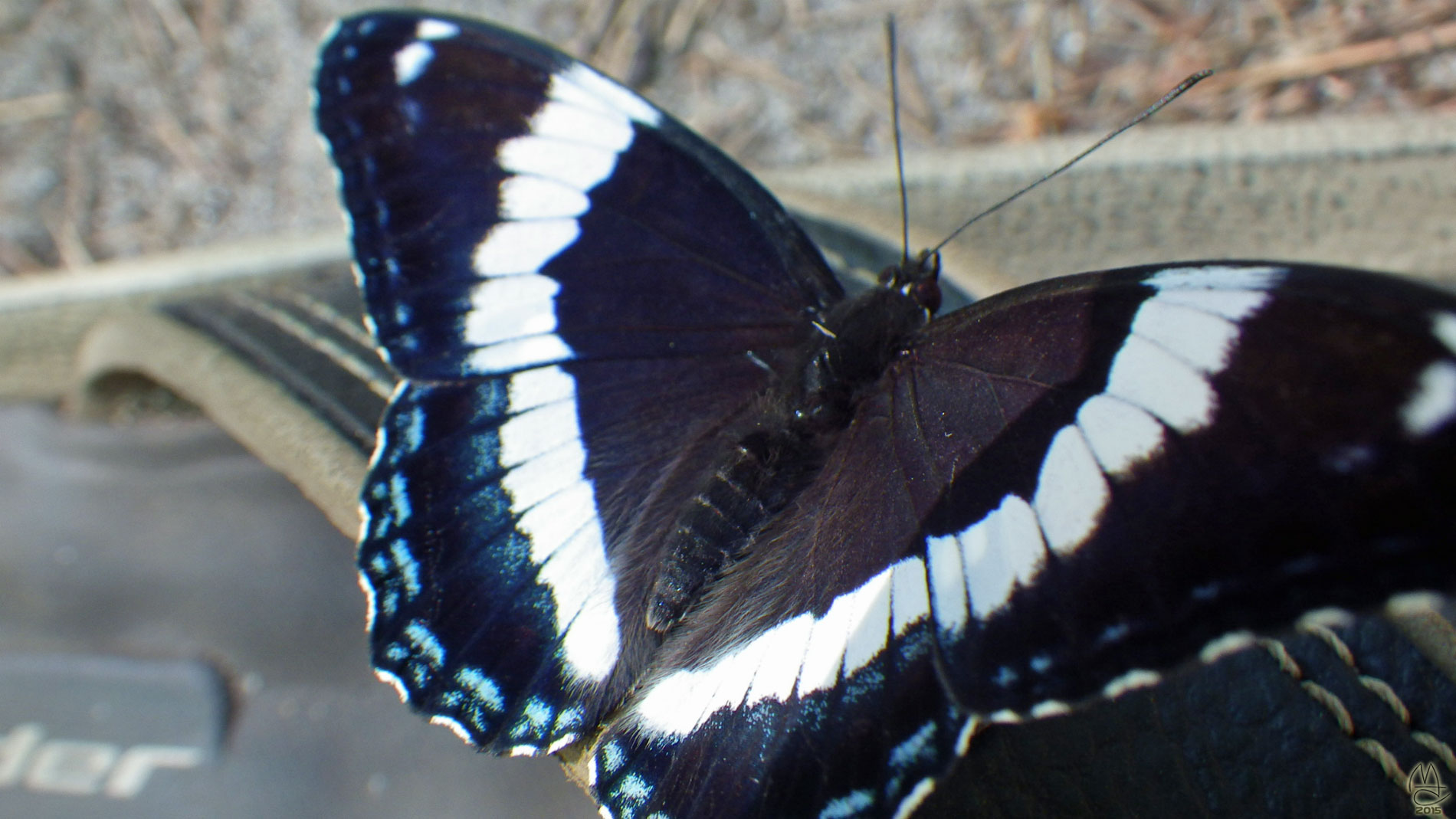 Butterfly butt hair.