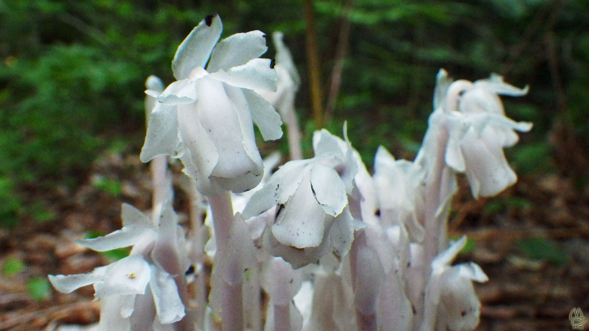 Albino flower group.