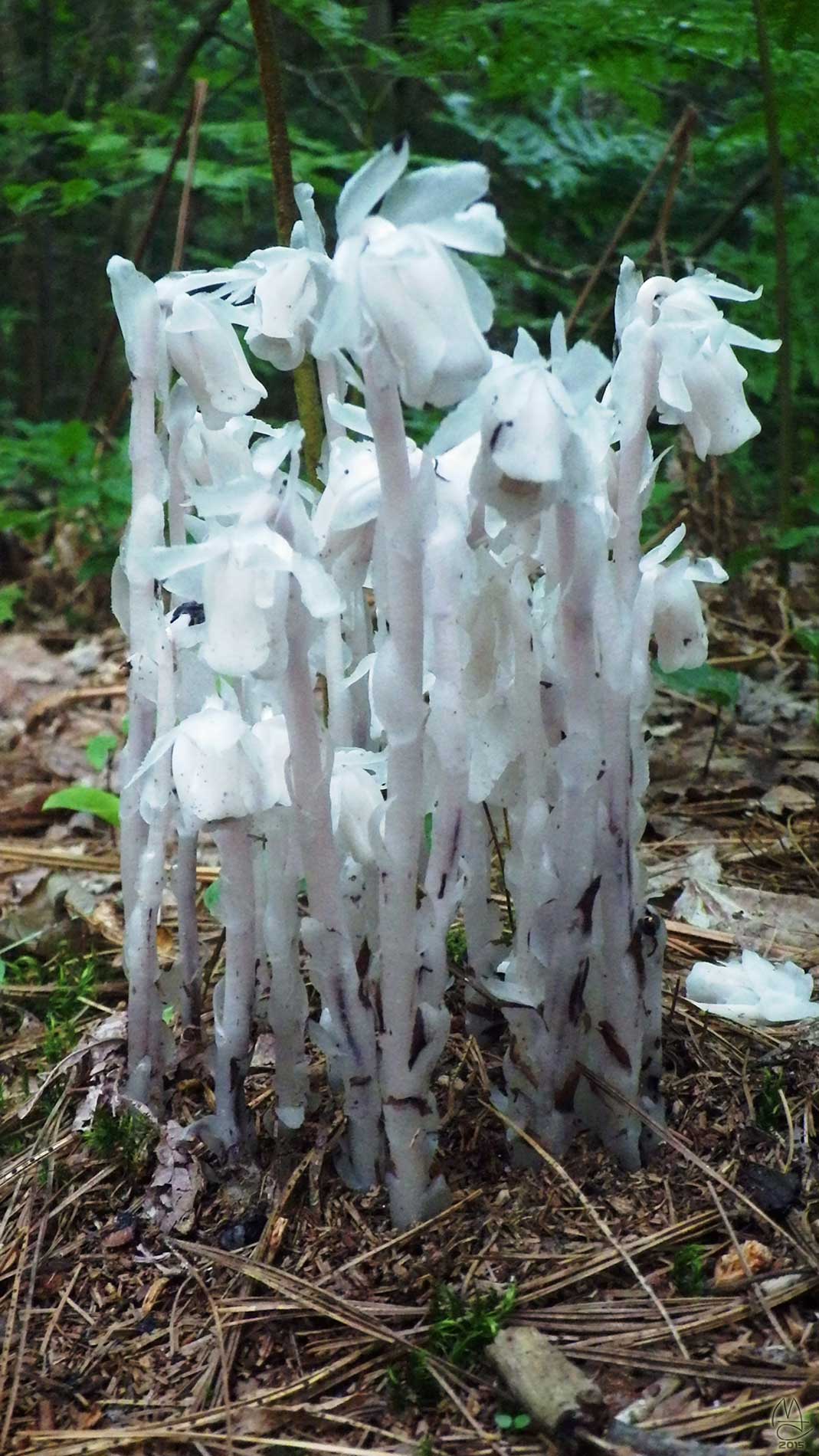 Albino flower group.