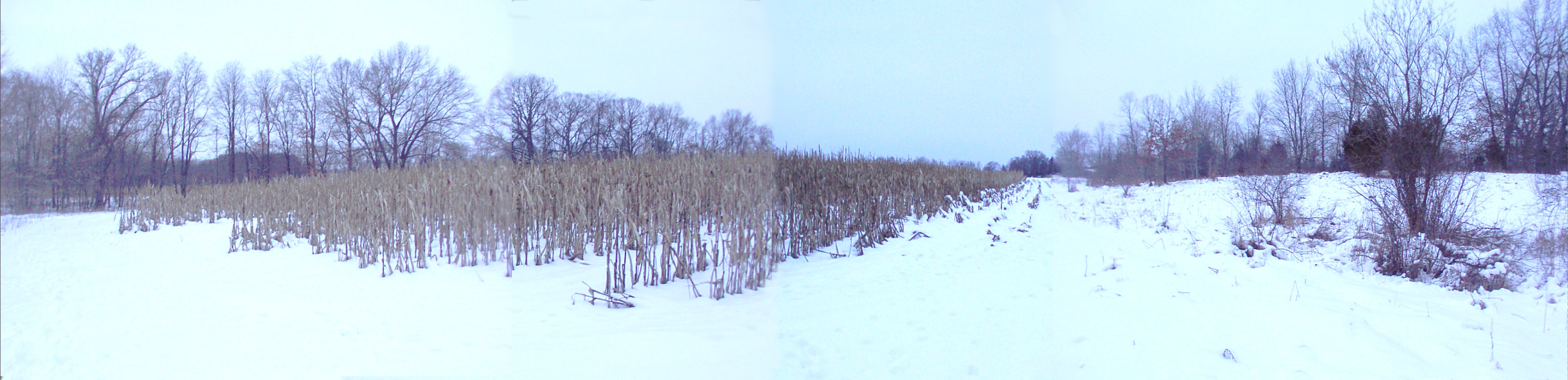 Cornfield Panorama