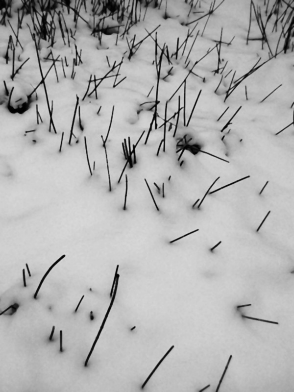 Horsetail Rushes