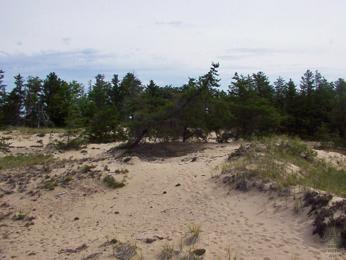 'Dr. Seuss' tree in the dunes above Whitefish Point Light Station, Paradise, Michigan