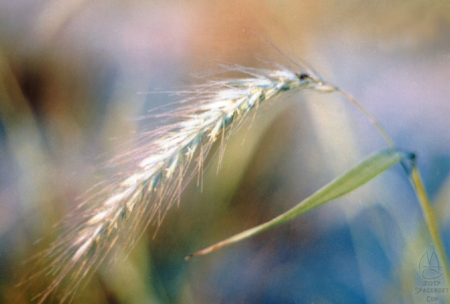 Beachgrass