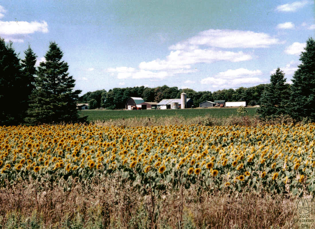 Sunflower farm, Garden Peninsula, Michigan