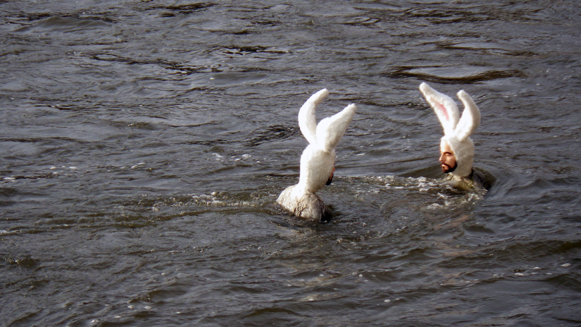 Bobbing along. To watch a short video clip,  click here.  "Self-Portrait as Bunnies (The Bathers)" by artist Alex Podesta