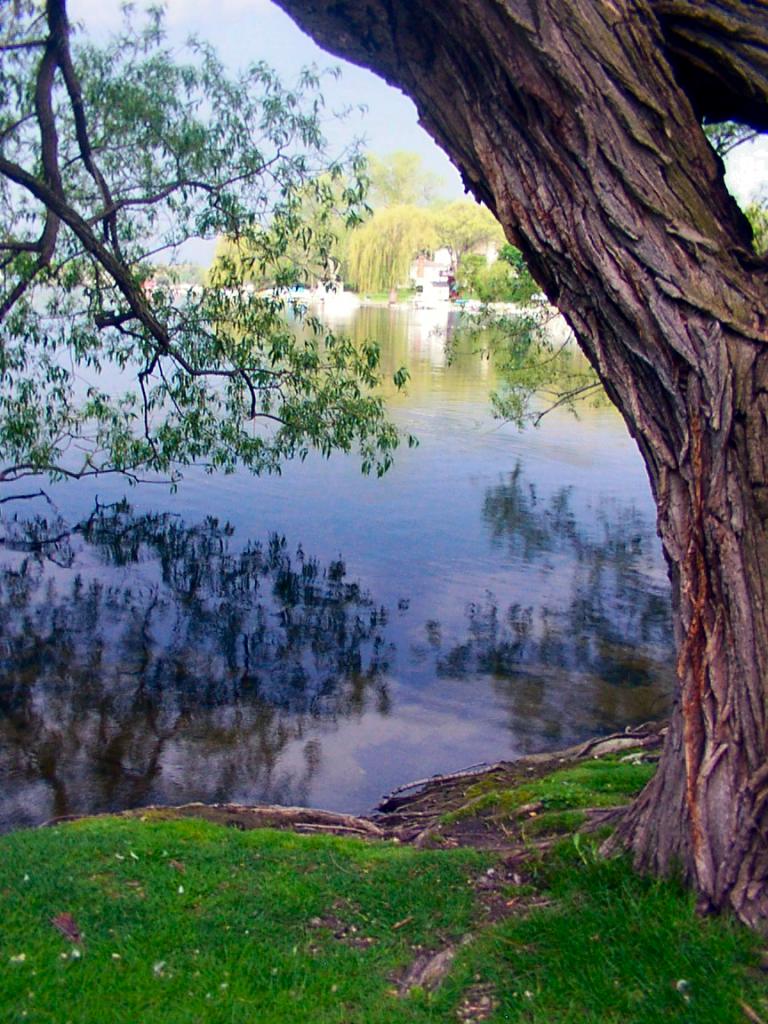 Still calm beneath the trees.