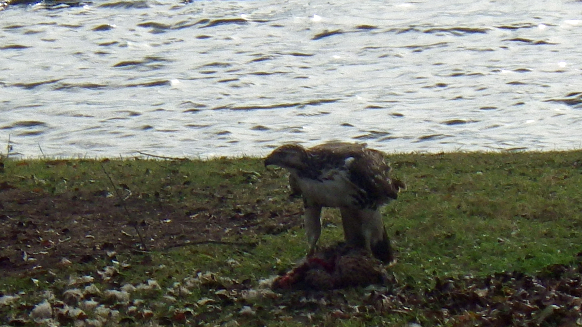in ducks being fed to dudes like this. Is it an Osprey, maybe?  Ate most of it; later on a murder of crows chased him off.