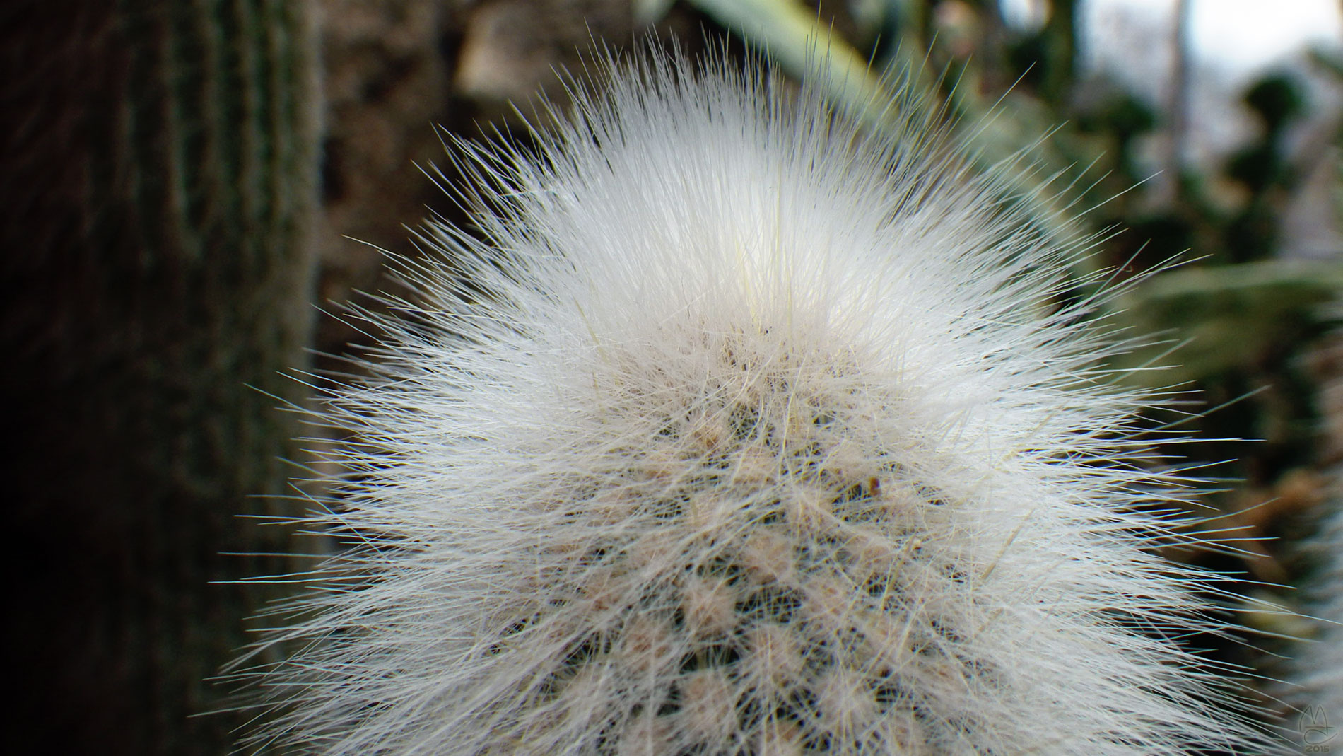 Old Man Cactus, Anna Scripps Whitcomb Conservatory, Belle Isle