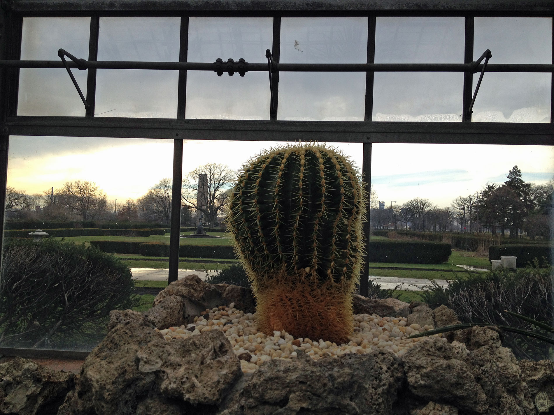Cactus, Anna Scripps Whitcomb Conservatory, Belle Isle