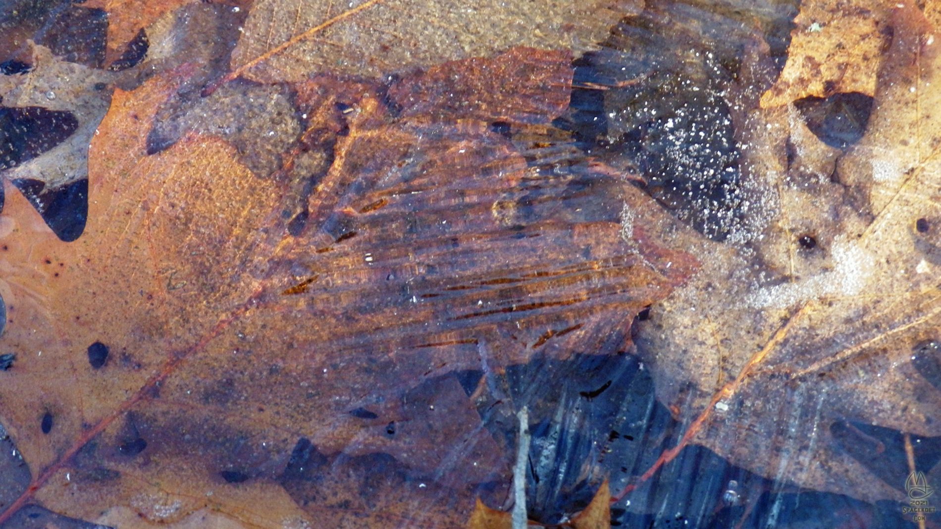 Leaves in ice macro