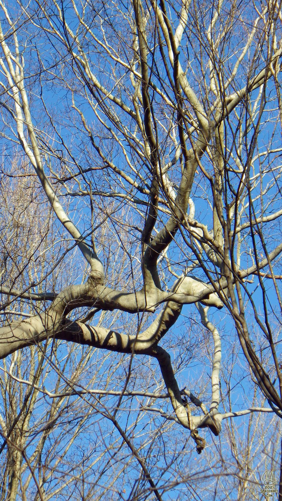 Beech branch