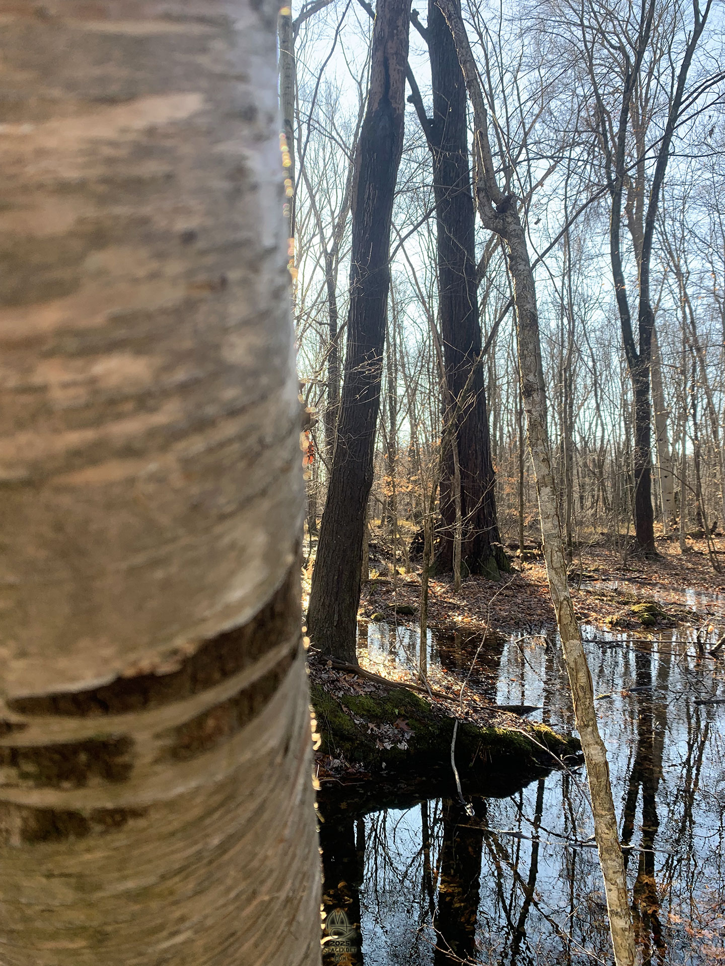 Swamp butress.