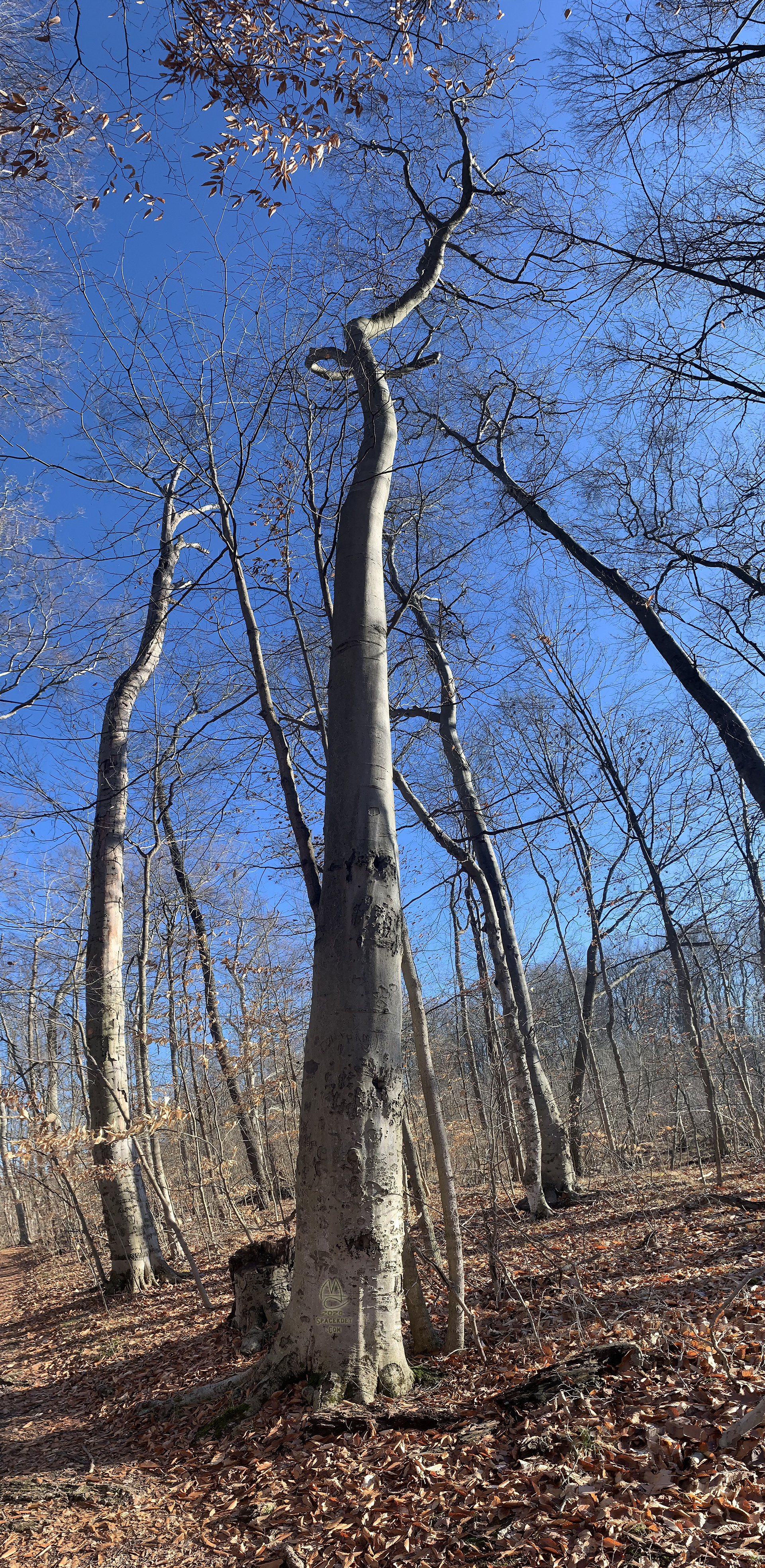 Big son of a beech.