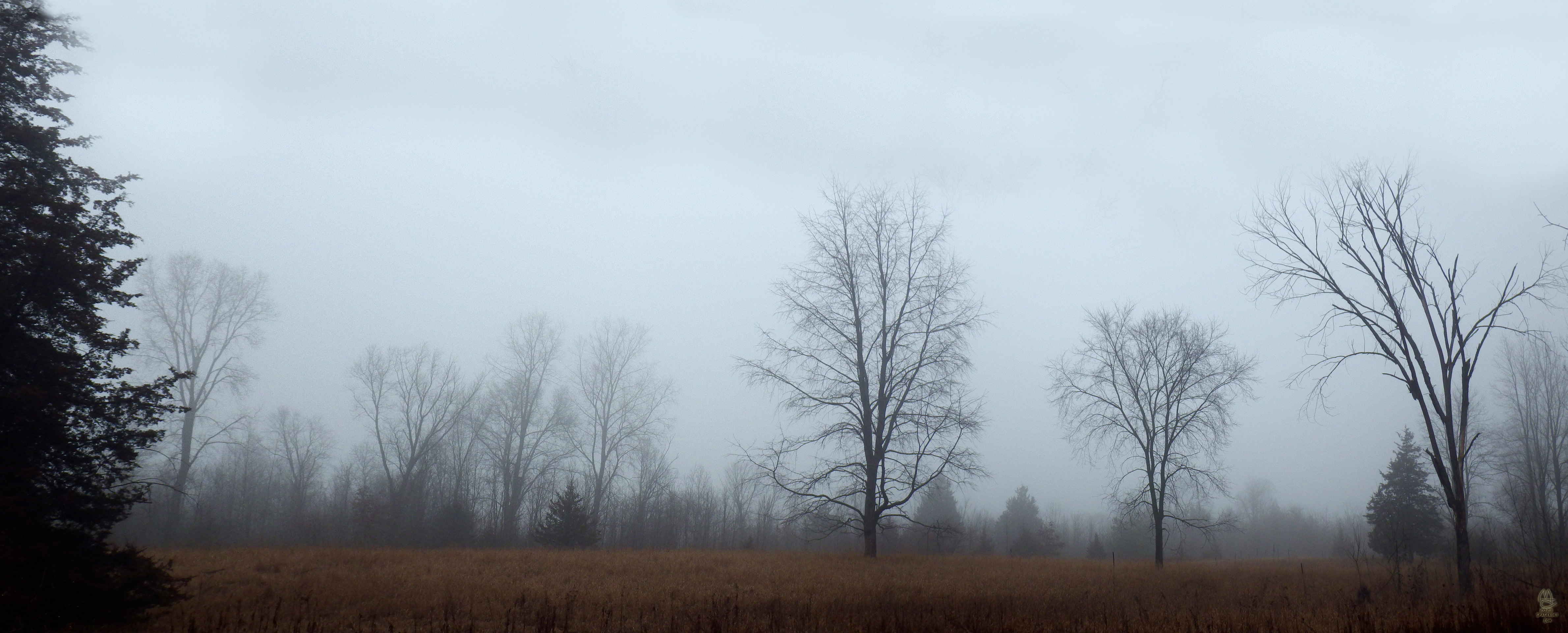 Former farm field, foggy.