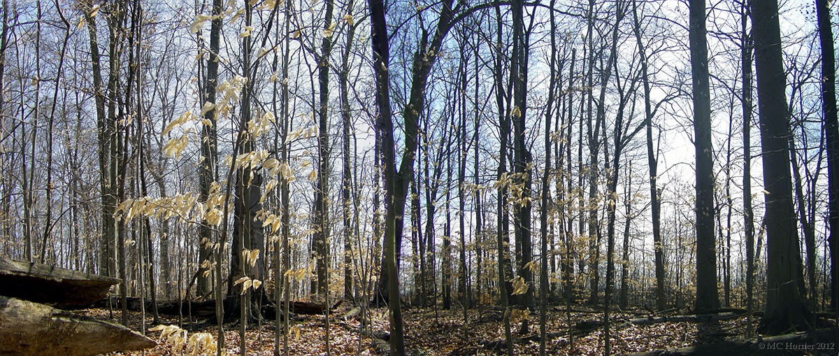 Beech-Oak forest. For extra large version (573k)  click here.