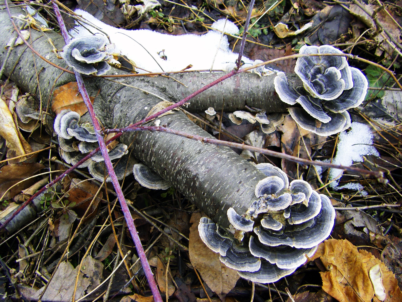 Mushroom flowers.