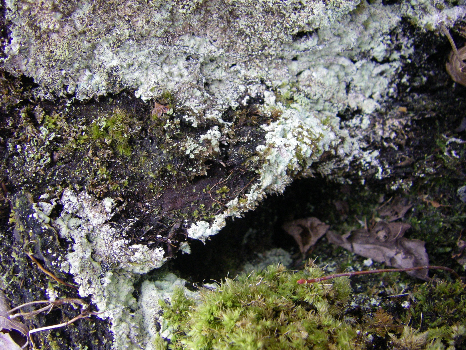 Moss Cave.