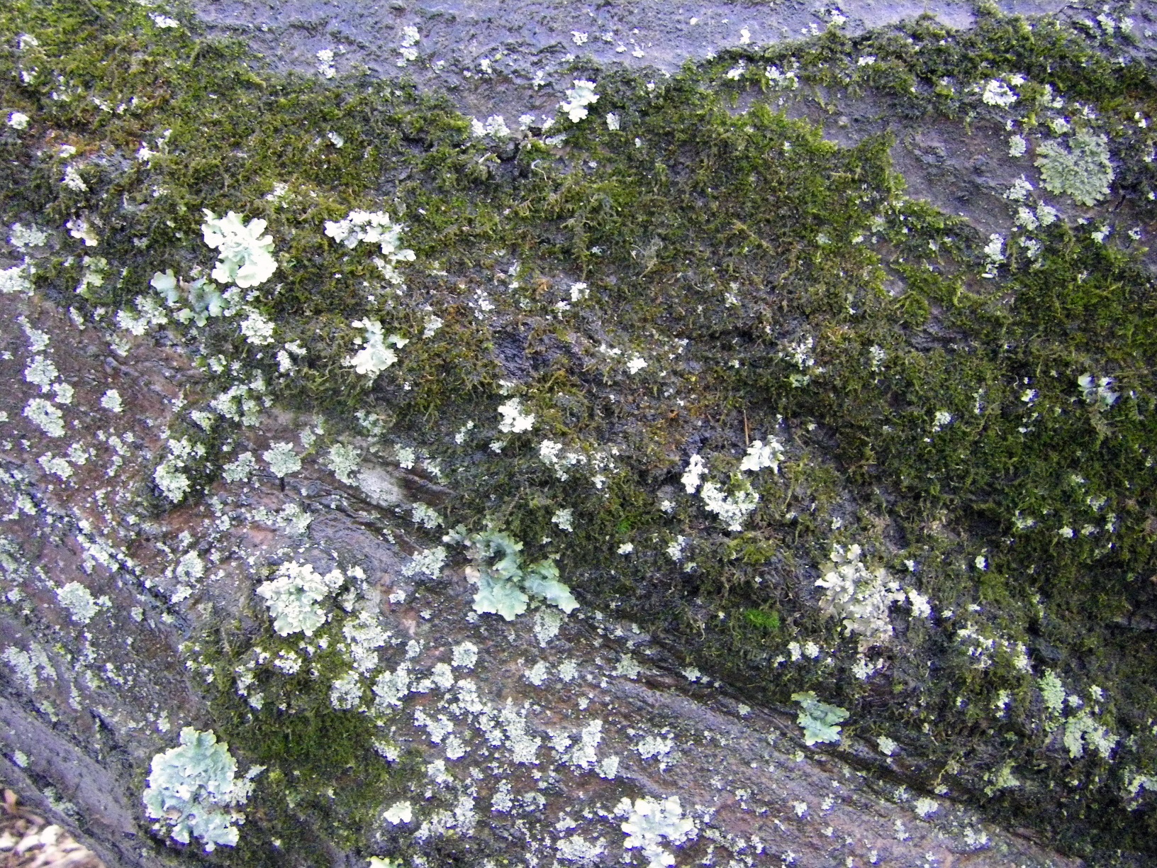 Mossy, and lichen it.