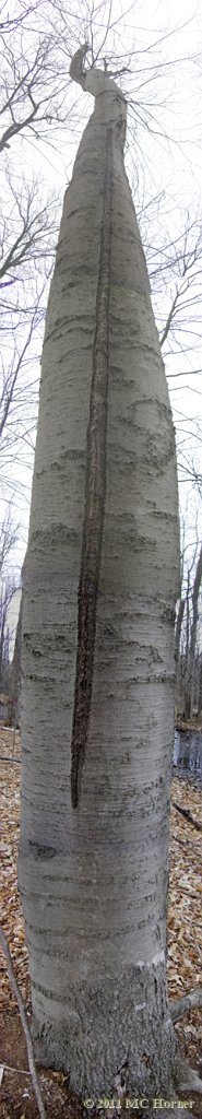 Lightning Scarred Beech Tree. See the full size pano here.