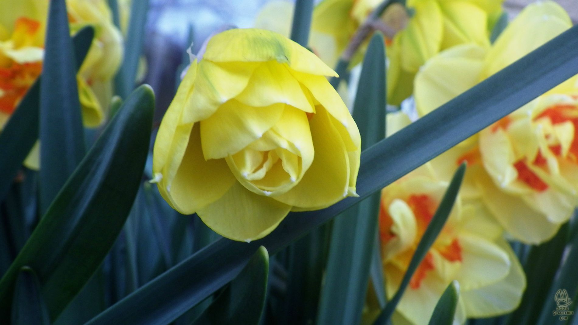 The strength to push like Spring.
