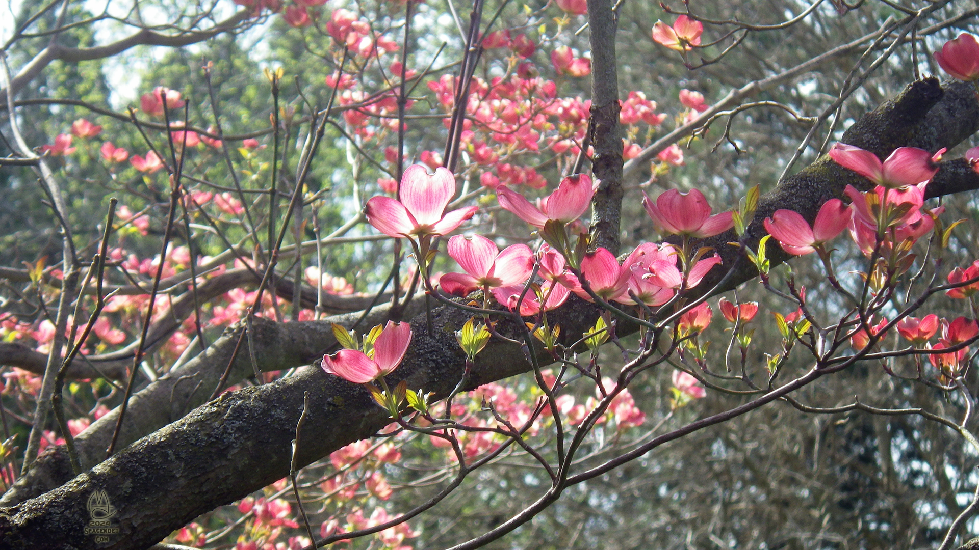 Dogwood branch.