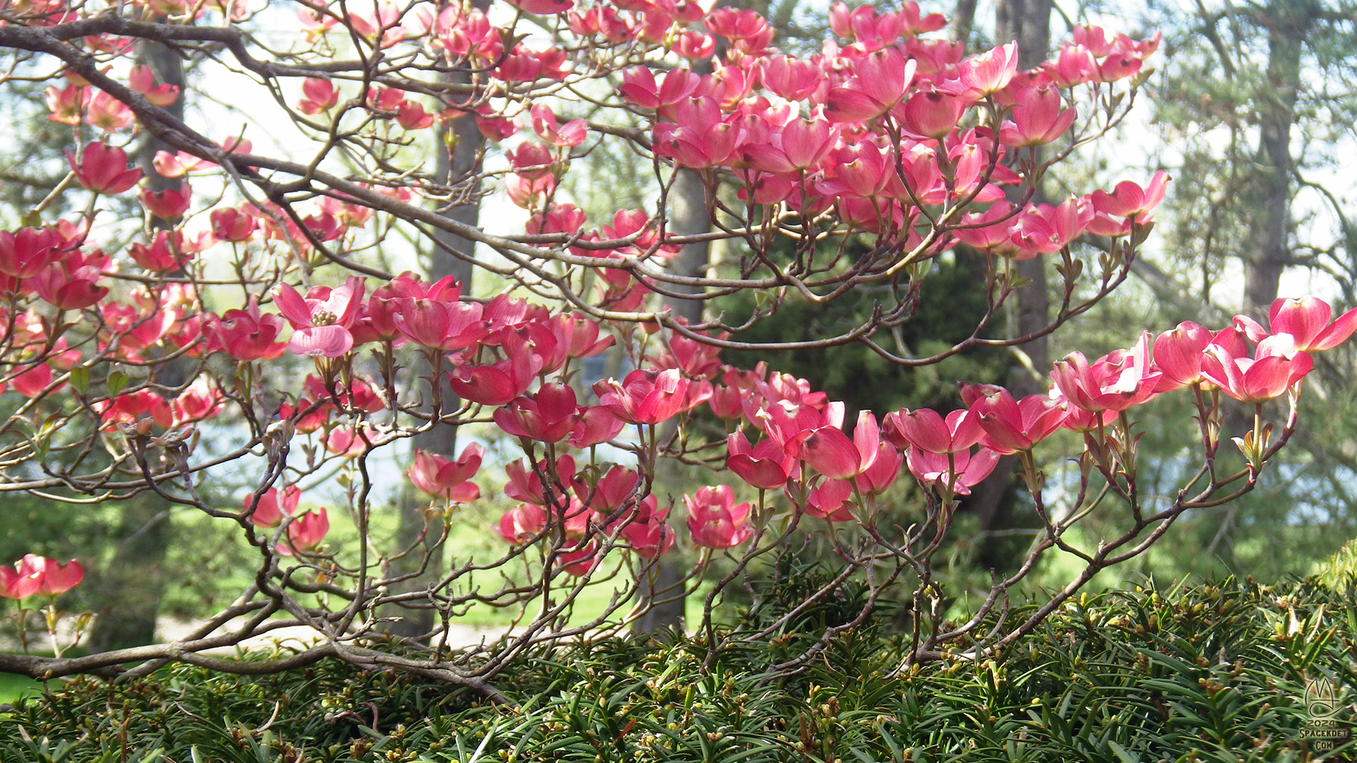 Petal luma.