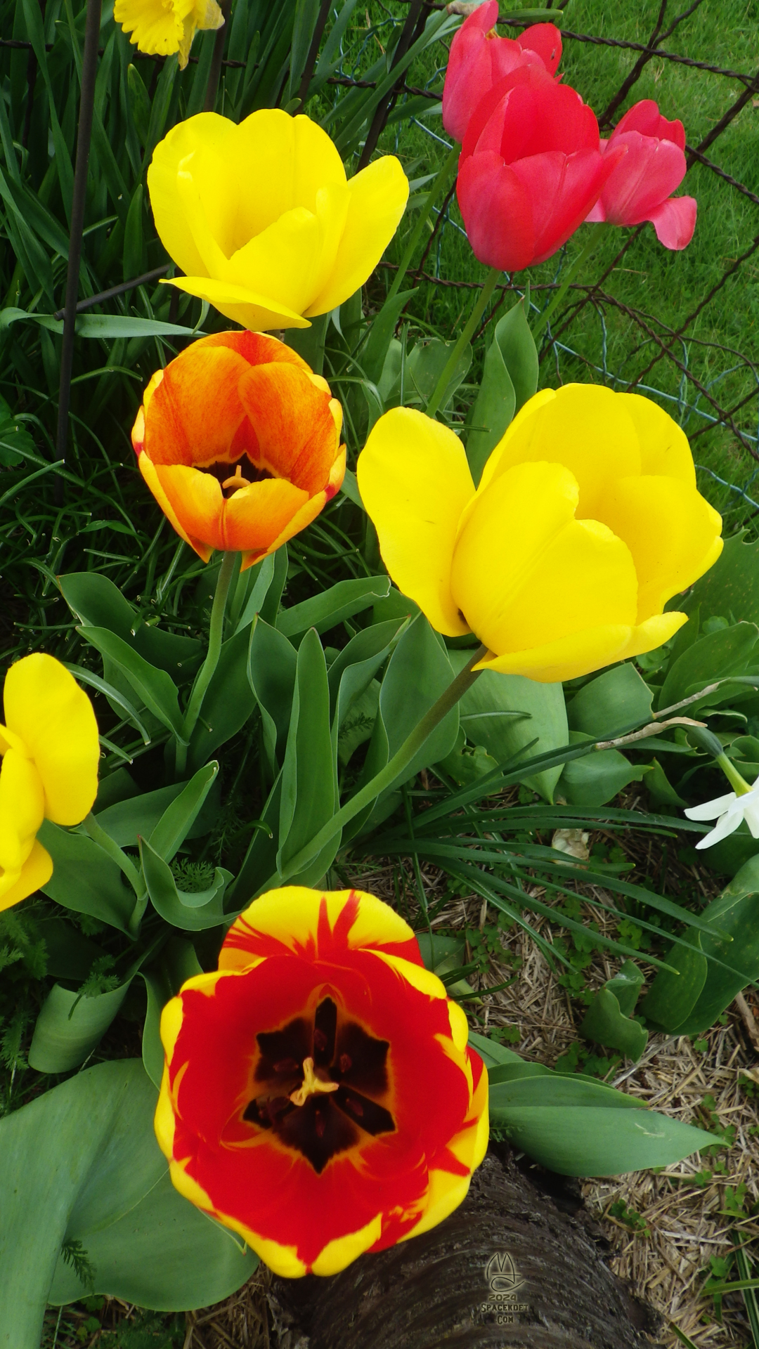 Tulips on an organ.