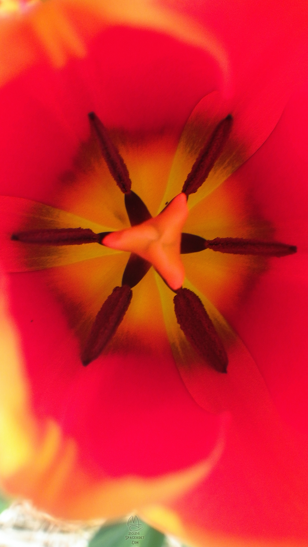 Tulip titillations.